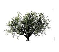 Beech Tree 001 - Fagus grandifolia