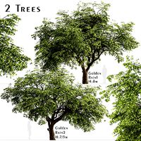 Set of Golden Rain or Koelreuteria Paniculata Trees - 2 Trees