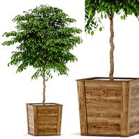 Plants collection 418