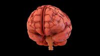 Human Brain 3D model