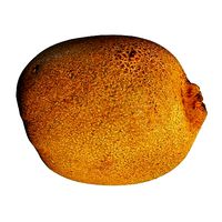 8k Kiwi