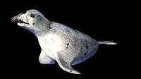 Seal animal