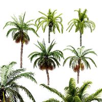 5diffrent tree-Date Palm-Queen Palm