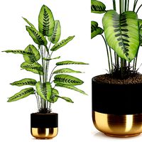 Plants collection 537