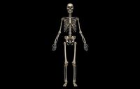 HD Male Skeletal System