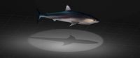 Tiger Shark