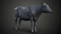 Holstein Female Model