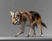 Wild Wolf