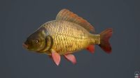 GoldFish
