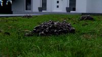 Molehill