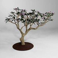 Plumeria Plant