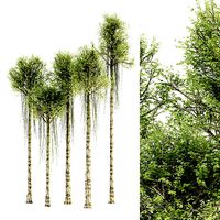 Agarwood tree 5 3d models