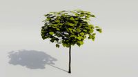 Catalpa