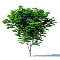 Acer Palmatum No 1