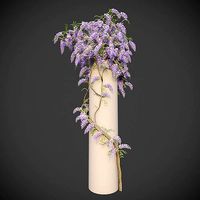 XfrogPlants Chinese Wisteria - Wisteria Sinensis