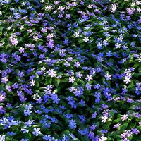 XfrogPlants Lesser Perriwinkle - Vinca Minor