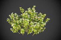 XfrogPlants Wild Lowbush Blueberry - Vaccinium Angustifolium