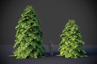 XfrogPlants Eastern Hemlock - Tsuga Canadensis