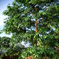 XfrogPlants West Indian Mahogany - Swietenia Mahagoni