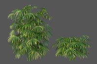 XfrogPlants Bamboo Palm - Rhapis Excelsa