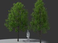 XfrogPlants Willow Oak - Quercus Phellos