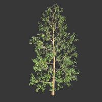 XfrogPlants Chinese Evergreen Oak - Quercus Myrsinifolia