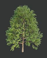 XfrogPlants Japanese Blue Oak - Quercus Glauca