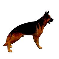 German Shepherd 3D Model