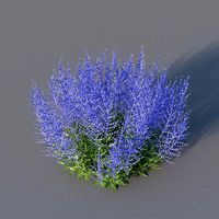 XfrogPlants Russian Sage - Perovskia Atripliciflolia