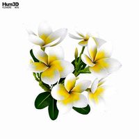 Plumeria