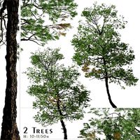 Set of Gray Pine or Pinus sabiniana Tree - 2 Trees