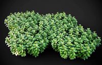 XfrogPlants Japanese Pachysandra - Pachysandra Terminalis