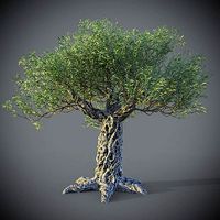 XfrogPlants Olive - Olea Europaea