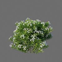 XfrogPlants Nerium Oleander