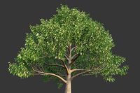 XfrogPlants Neolitsea Sericea