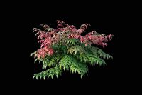 XfrogPlants Heavenly Bamboo - Nandina Domestica