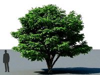 XfrogPlants Jabuticaba - Myciaria Calufifloria