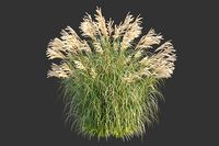 XfrogPlants Chinese Silvergrass - Miscanthus Sinensis