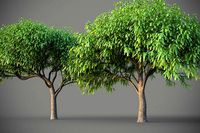 XfrogPlants South American Mesquite - Mesquite Rio Salado