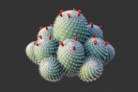 XfrogPlants Twin Spined Cactus - Mammillaria Geminispina