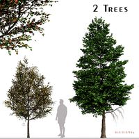 Set of Liquidambar formosana or Formosan gum Trees - 2 Trees