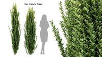 Ilex crenata trees