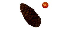 Pine Cone - Real-Time Scanned
