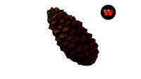 Pine Cone - Extreme Definition Scanned
