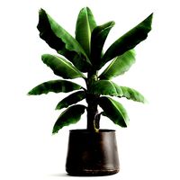 Ravenala palm in a rust pot for the interior 977