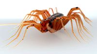 Centipede