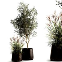 Houseplants in a rusty flowerpot for the interior 974