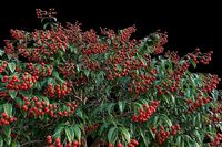 XfrogPlants Lychee - Litchi Chinensis