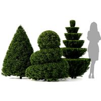 3 Shaped Yew Bush 03