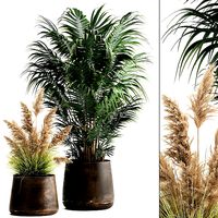 Houseplants in a flowerpot for the interior 973